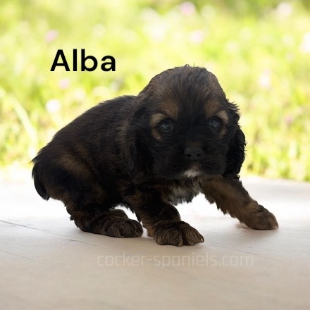 puppy, for, sale, Cocker Spaniel, Joe & Cherri  Overlease, dog, breeder, Miller, MO, dog-breeder, puppy-for-sale, forsale, nearby, find, puppyfind, locator, puppylocator, aca